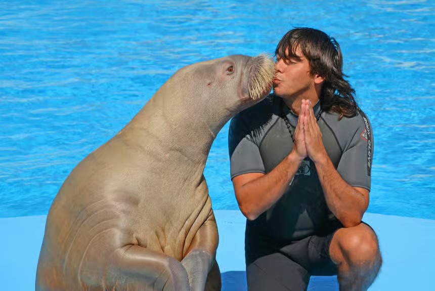 Hurghada Dolphin World Show with Walrus & Sea Lions