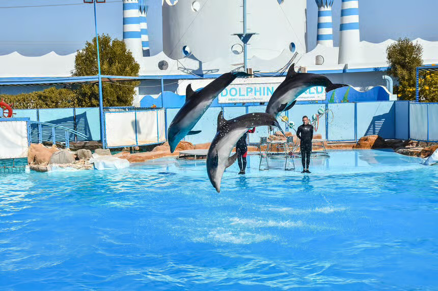 Hurghada Dolphin World Show with Walrus & Sea Lions