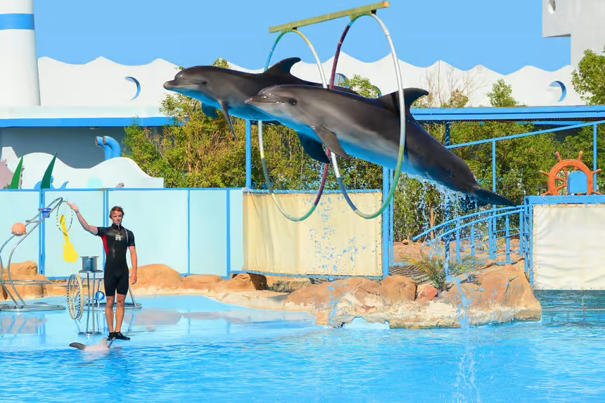 Hurghada Dolphin World Show with Walrus & Sea Lions
