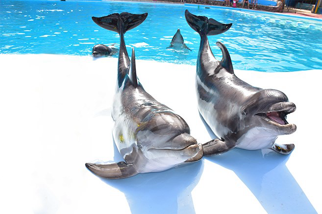 Hurghada Swim with Dolphins at Dolphina Park