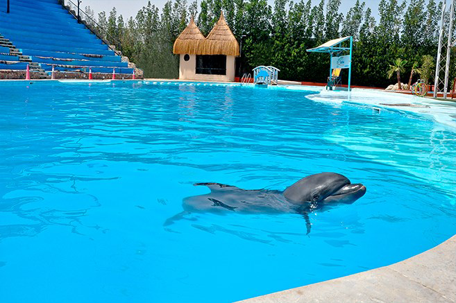 Hurghada Swim with Dolphins at Dolphina Park