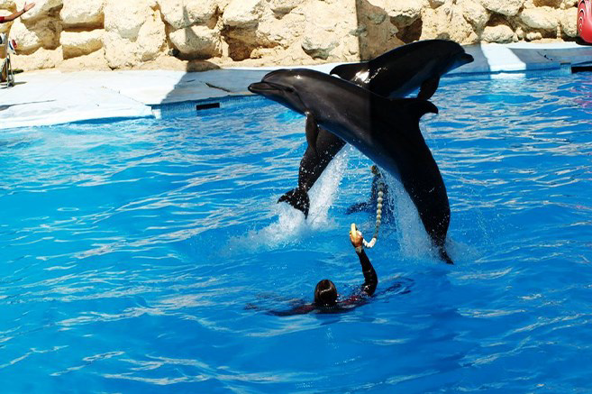 Hurghada Swim with Dolphins at Dolphina Park