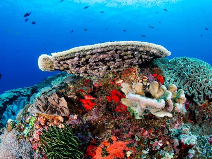 Ras Mohammed & White Island Boat Trip