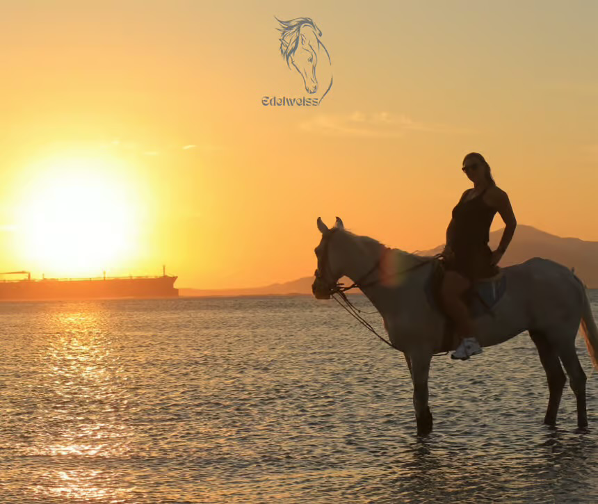 Desert Horse Riding Beach Red Sea Sharm El Sheikh