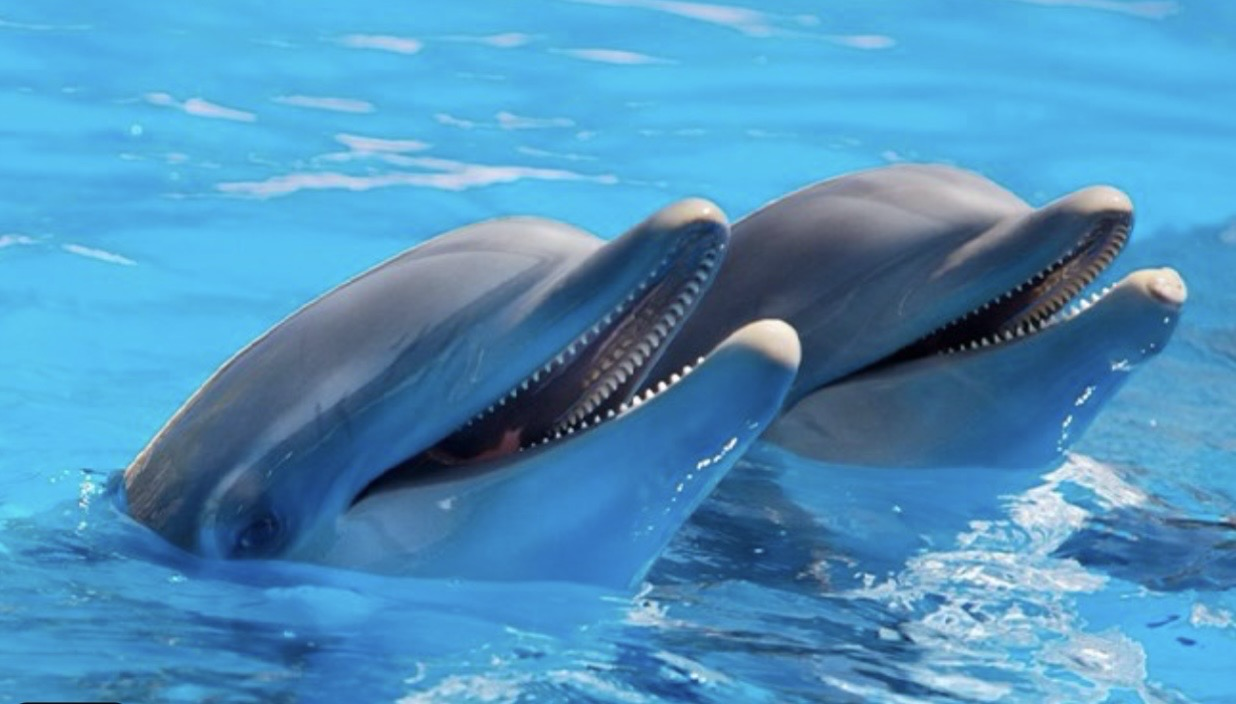 Sharm El Sheikh Dolphin Show with Hotel Pickup