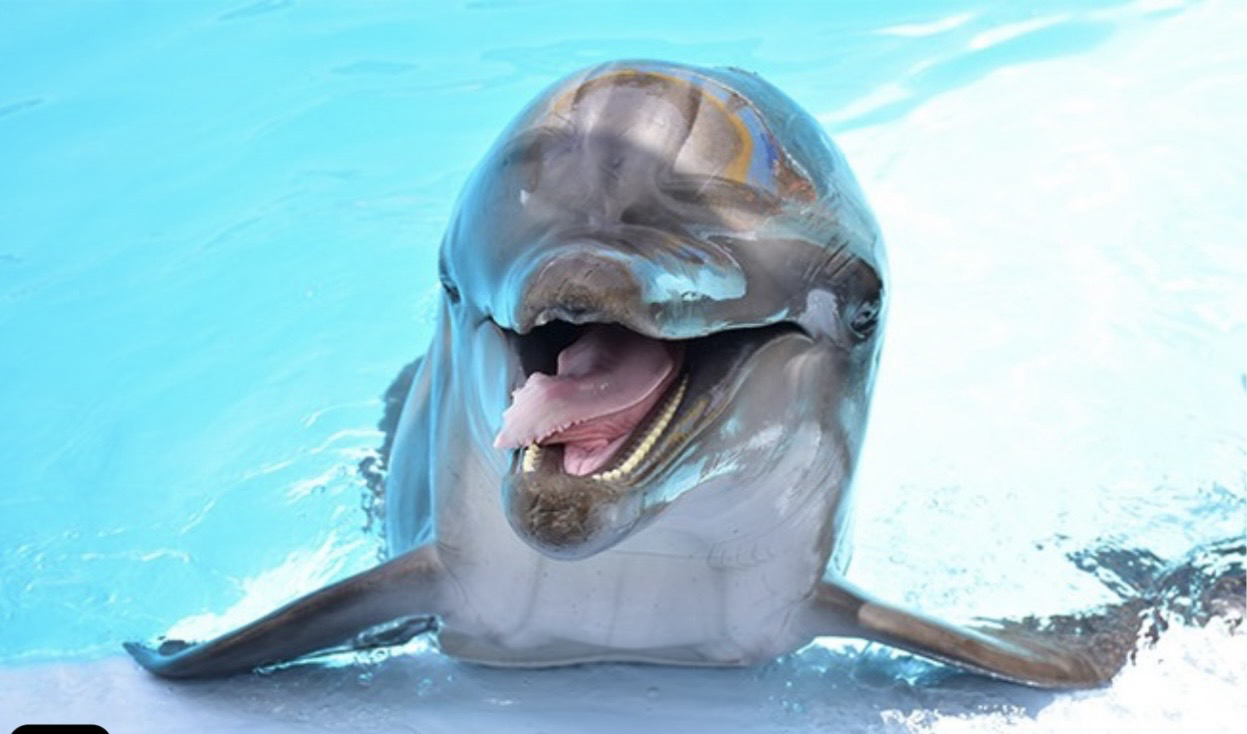 Sharm El Sheikh Dolphin Show with Hotel Pickup