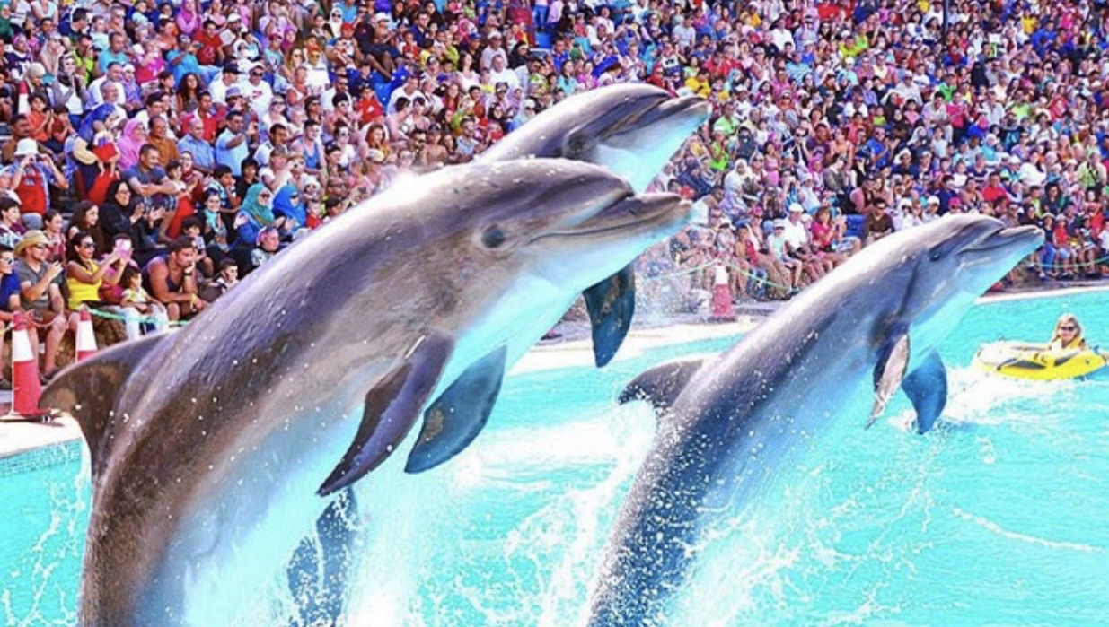 Sharm El Sheikh Dolphin Show with Hotel Pickup
