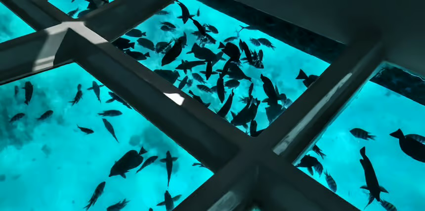 Glass Bottom Boat Tour Sharm El Sheikh
