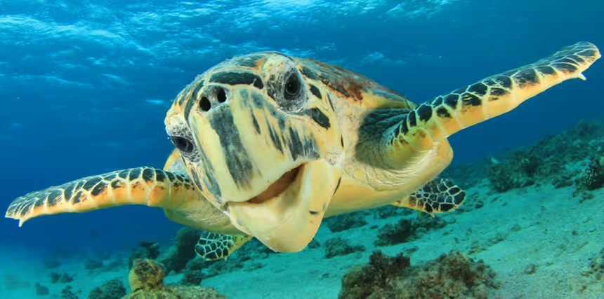 Glass Bottom Boat Tour Sharm El Sheikh