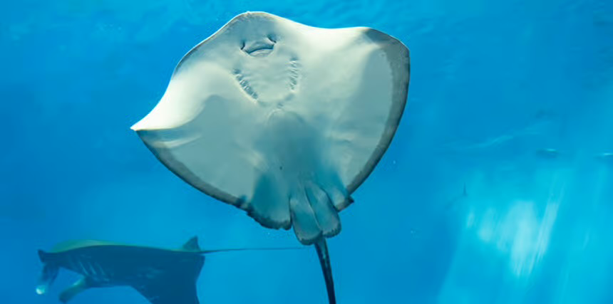 Glass Bottom Boat Tour Sharm El Sheikh